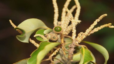  Phát hiện loài thực vật mới tại Vườn quốc gia Vũ Quang