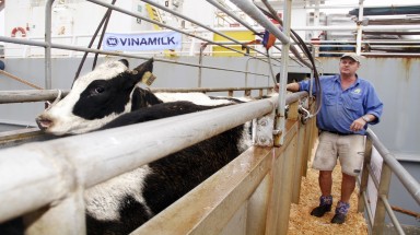  Vinamilk đón hơn 1600 bò tơ HF và bò A2 từ Mỹ về Việt Nam