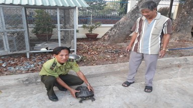  Tin môi trường: Bày bán rùa quý hiếm, đối tượng bị phạt 3 triệu đồng