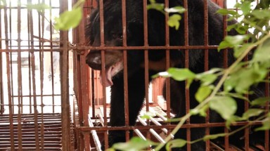  Tổ chức Động vật Châu Á thực hiện cứu hộ ba cá thể gấu ngựa tại Nam Định