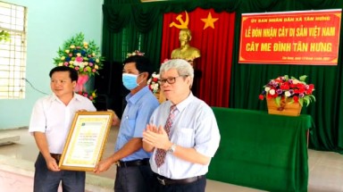  Cây Me tại huyện Ba Tri, tỉnh Bến Tre được công nhận Cây Di sản Việt Nam