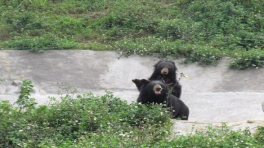  Tin môi trường: FOUR PAWS giải cứu 2 cá thể gấu nuôi nhốt cuối cùng ở Ninh Bình