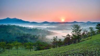  Lâm Đồng: Phạt 241 triệu đồng đối với một doanh nghiệp tự ý chuyển đổi đất rừng sang mục đích khác