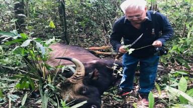  Bò tót đực 500kg kẹt vũng lầy, chết trong khu bảo tồn Đồng Nai