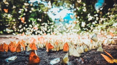 "Lạc lối" giữa rừng bướm ở vườn quốc gia Cúc Phương 
