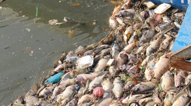   Khắc phục hiện tượng cá chết trên kênh Nhiêu Lộc - Thị Nghè 