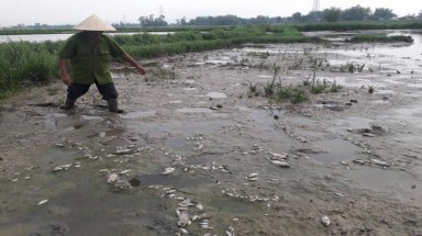  Đà Nẵng: Cá chết trắng đồng nghi do nhà máy xả nước thải