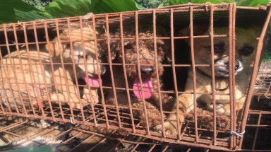 Thành phố thứ 2 tại Trung Quốc vừa ban hành lệnh cấm ăn thịt chó, mèo và động vật hoang dã 