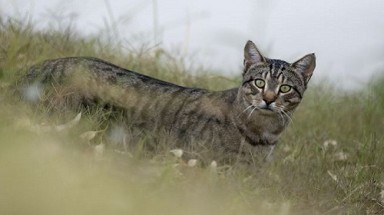  Australia phát động cuộc chiến tiêu diệt 2 triệu con mèo hoang