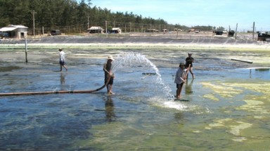 Quảng Ngãi: Nguy cơ ô nhiễm môi trường biển từ nước xả thải ở hồ nuôi tôm