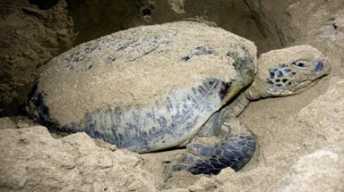  Nơi nuôi ấp và thả về thiên nhiên nhiều rùa biển nhất 