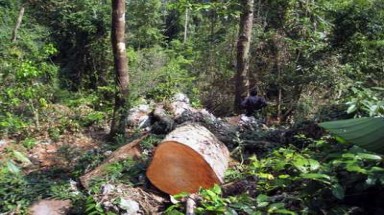 Rừng nghiến giữa Vườn quốc gia Ba Bể đang bị tàn phá 