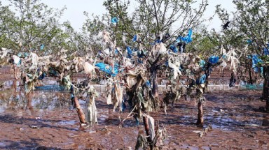  Thanh Hoá: Kinh hãi rác thải quấn chặt cây rừng phòng hộ ven biển