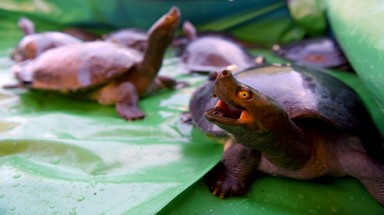  Campuchia thả rùa hoàng gia cực kỳ nguy cấp ra tự nhiên