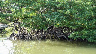  Bình Định: Khôi phục và phát triển rừng ngặp mặn