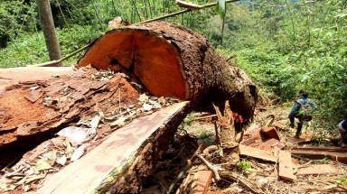  Quảng Nam: Rừng đặc dụng Sông Thanh đang bị hạ sát?