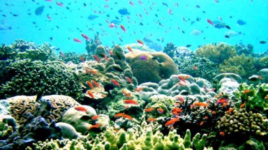  Bảo vệ môi trường: Australia cam kết đầu tư bảo tồn rạn san hô lớn nhất thế giới