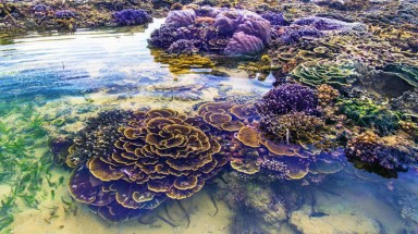  Ngắm san hô trên cạn đẹp ảo diệu tại Phú Yên