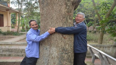  Cận cảnh “cụ” sưa 400 tuổi được đại gia gỗ săn đón ở Bắc Ninh
