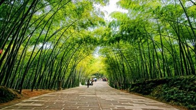  Đồng Tháp quy hoạch khu bảo tồn các giống tre Việt Nam