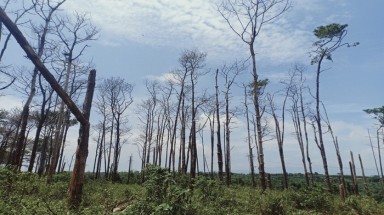 Đắk Nông: Sau 4 năm, mất hơn 100 ha rừng thông tại xã Quảng Sơn