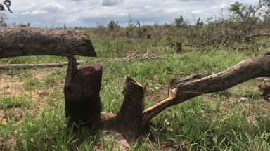 Đắk Lắk: Vụ 100 ha rừng bị phá trắng: Thêm hơn 280 ha rừng bị tàn phá