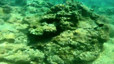 Bình Định: Điều tra việc nhiều rạn san hô chết hàng loạt ở biển Hòn Sẹo Quy Nhơn