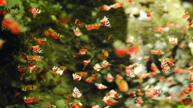  Thung lũng bướm độc đáo ở Petaloudes