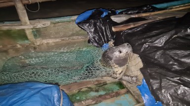  Hải cẩu quý hiếm bất ngờ mắc lưới các ngư dân ở tỉnh Quảng Nam