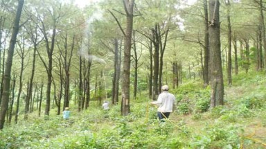   Nghệ An: Khẩn trương diệt  sâu róm gây hại rừng thông 