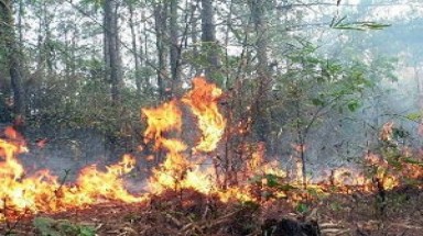  Thanh Hóa: Cập nhật các điểm cháy rừng trên vệ tinh 4 lần/ngày 