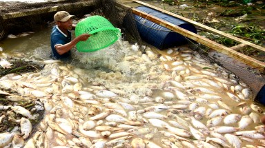  1.000 tấn cá chết ở Đồng Nai do mưa lớn, mật độ nuôi dày