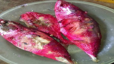  Hà Tĩnh: Cá kho chuyển màu đỏ bất thường