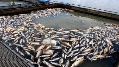 Hải Dương: Cá chết hàng loạt ở xã Nam Tân