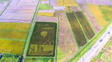  4 màu lúa khắc họa hình ảnh Chủ tịch Hồ Chí Minh trên cánh đồng