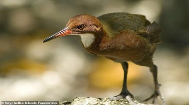  Bí ẩn loài chim xuất hiện sau 136.000 năm tuyệt chủng