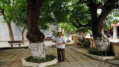  4 "cụ cây" 700 tuổi ở Đồng Tâm