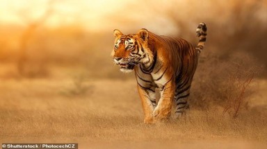  Nghiên cứu mới về ảnh hưởng của việc xây dựng đường đến bảo tồn hổ