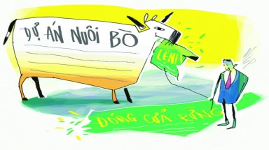  Phú Yên chủ trương "phá rừng để nuôi bò"