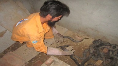 Hà Nam: Thu tiền tỷ nhờ nuôi rắn độc
