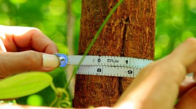  Thừa Thiên - Huế phát triển rừng trồng theo hướng bền vững 