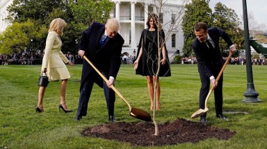 Cây sồi ông Macron, ông Trump cùng trồng ở Nhà Trắng biến đi đâu?