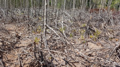  Nhiều diện tích rừng phòng hộ ven biển ở Sóc Trăng chết khô do thiếu nước