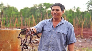  Nông dân chặt vườn tiêu, đào rễ xuất bán qua Trung Quốc