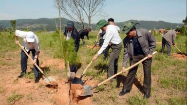  Lâm Đồng đẩy mạnh trồng rừng, trồng cây phân tán 