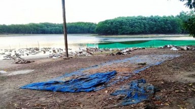  Bình Định: Kinh hãi phát hiện hơn 1.200 con vịt chết như ngả rạ