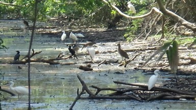   Vườn chim 10.000 con tại TP Cà Mau ô nhiễm nghiêm trọng