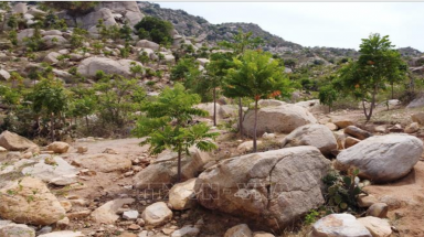 Hiệu quả từ mô hình trồng rừng trên núi đá tại Ninh Thuận