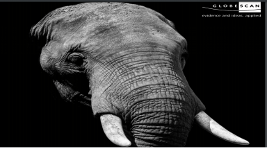 Nhu cầu ngà voi ở Trung Quốc giảm thấp nhất sau lệnh cấm năm 2017