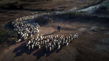  "Đàn cừu trở về" ở Ninh Thuận nổi bật trên National Geographic
